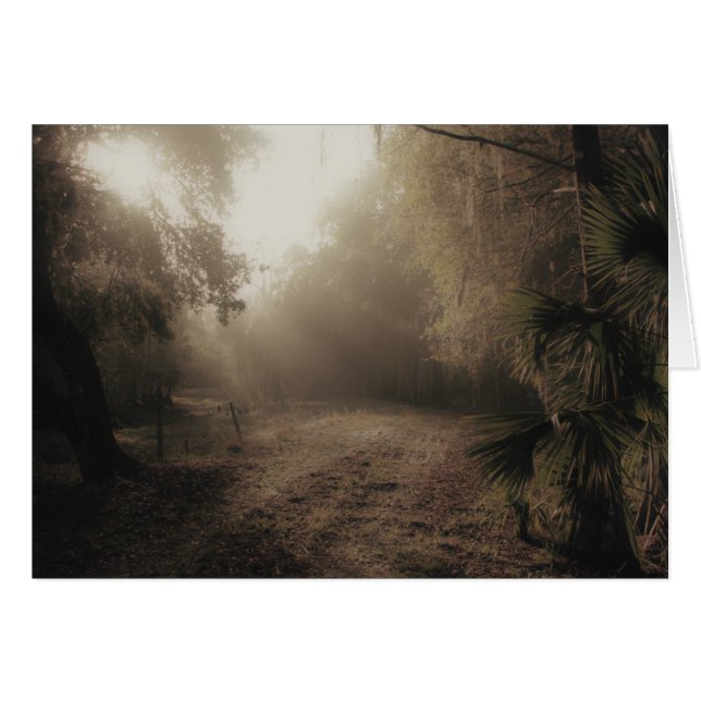 フロリダの田舎道 (正面横)