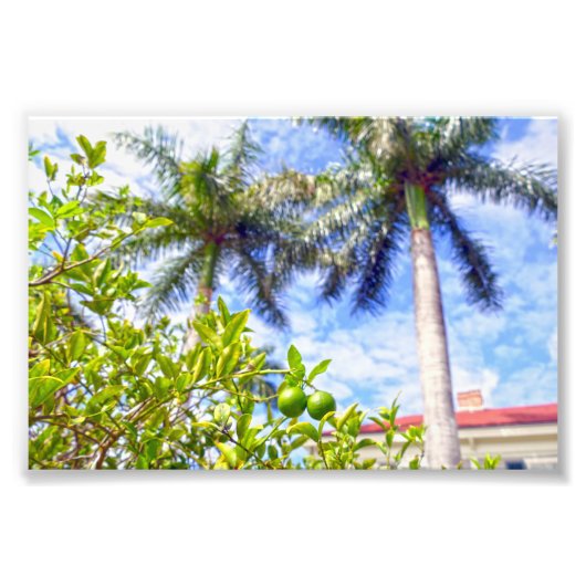 フロリダの石灰岩 フォトプリント            (正面)