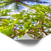 フロリダの石灰岩 ポスター (角)