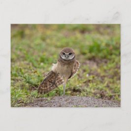 フロリダの穴を掘るフクロウのヨガのストレッチ ポストカード