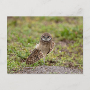 フロリダの穴を掘るフクロウのヨガのストレッチ ポストカード