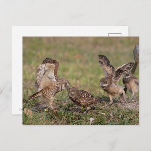 フロリダの穴掘りフクロウ ポストカード (正面/裏面)