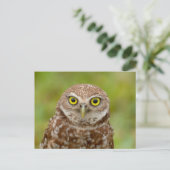 フロリダの穴掘りフクロウ ポストカード (スタンド正面)