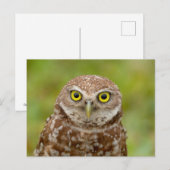 フロリダの穴掘りフクロウ ポストカード (正面/裏面)