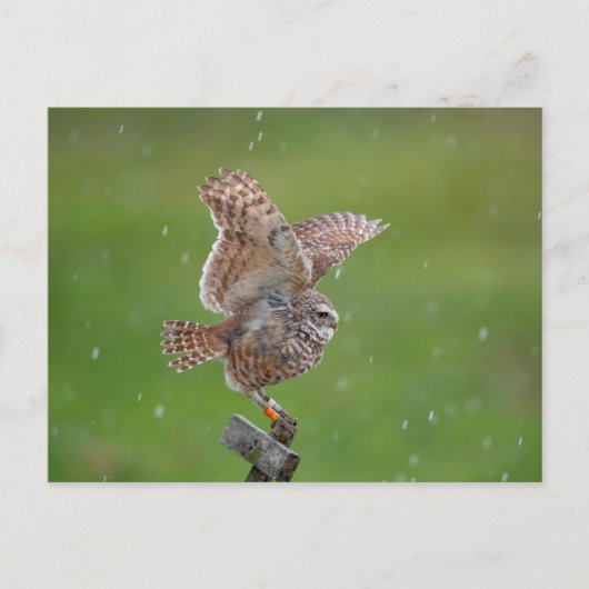 フロリダの穴掘りフクロウ ポストカード (正面)