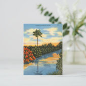 フロリダの自然の鏡 ポストカード (スタンド正面)