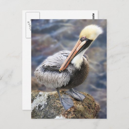 フロリダの茶色のペリカン、堤防の岩の上に立つ ポストカード (正面/裏面)