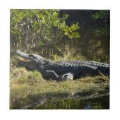 フロリダの草むらの上のアメリカワニ – 野生の湿地 タイル (正面)