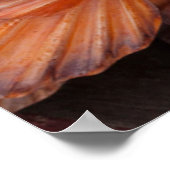 フロリダの鍵、鍵西部、貝殻 ポスター (角)