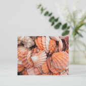 フロリダの鍵、鍵西部、貝殻 ポストカード (スタンド正面)