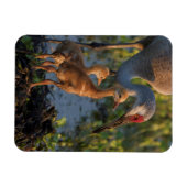 フロリダの雛と一緒にいるカナダガヌ マグネット (横)