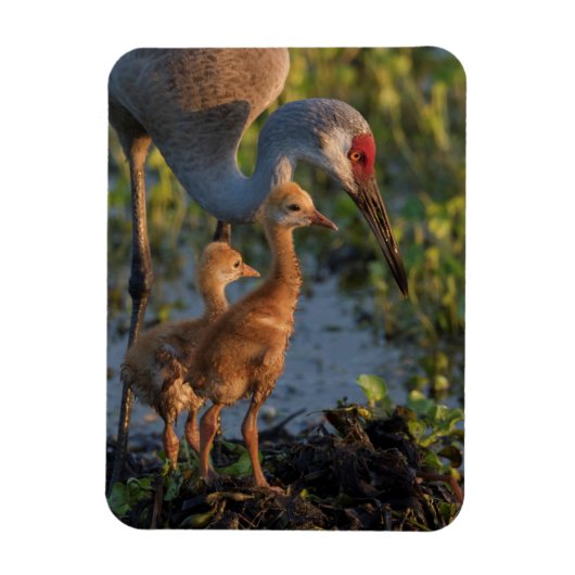 フロリダの雛と一緒にいるカナダガヌ マグネット (縦)
