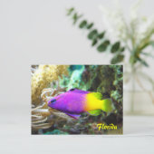フロリダの魚のはがき ポストカード (スタンド正面)