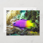 フロリダの魚のはがき ポストカード (正面/裏面)