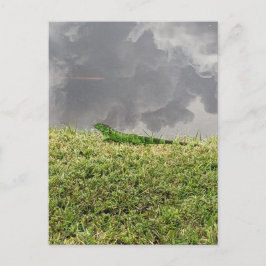 フロリダイグアナ葉書 ポストカード