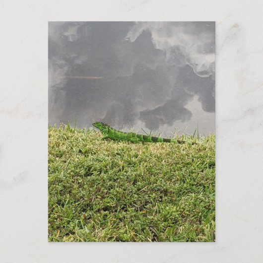 フロリダイグアナ葉書 ポストカード (正面)