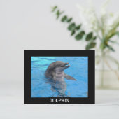 フロリダイルカ ポストカード (スタンド正面)