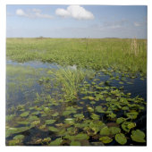 フロリダエバーグレーズのスイレンとノコギリ タイル (正面)