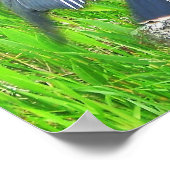 フロリダエバーグレーズ国立公園の野生生物 ポスター (角)