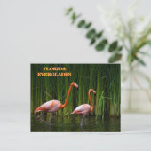 フロリダエバーグレーズ ポストカード (スタンド正面)