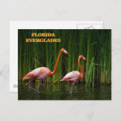 フロリダエバーグレーズ ポストカード (正面/裏面)