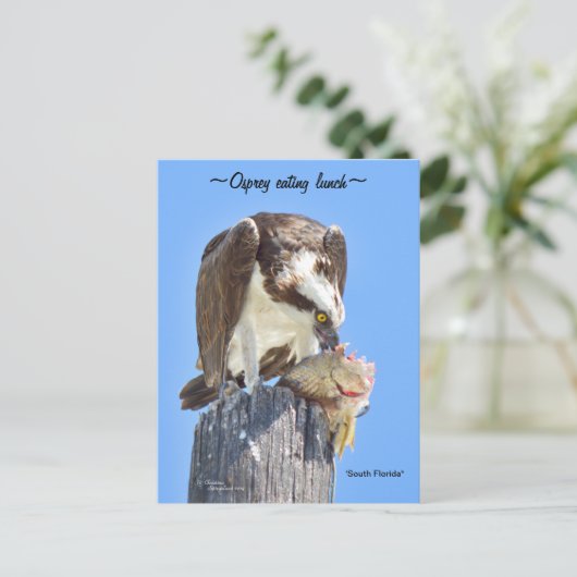 フロリダオスプレイ食べホークの魚のはがき ポストカード (スタンド正面)