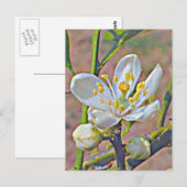 フロリダオレンジブロッサム ポストカード (正面/裏面)