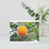 フロリダオレンジポストカード ポストカード (スタンド正面)