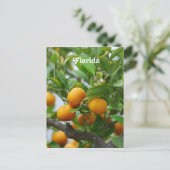 フロリダオレンジ ポストカード (スタンド正面)