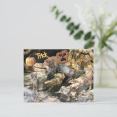 フロリダキャットとゲーターハロウィーンポストカード シーズンポストカード (スタンド正面)