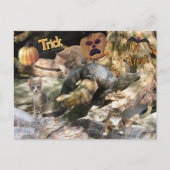 フロリダキャットとゲーターハロウィーンポストカード シーズンポストカード (正面)