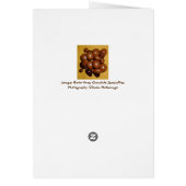 フロリダゲーターウンチチョコレート特産カード (裏面)