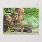 フロリダコットンムスインザスワンプ ポストカード (正面)