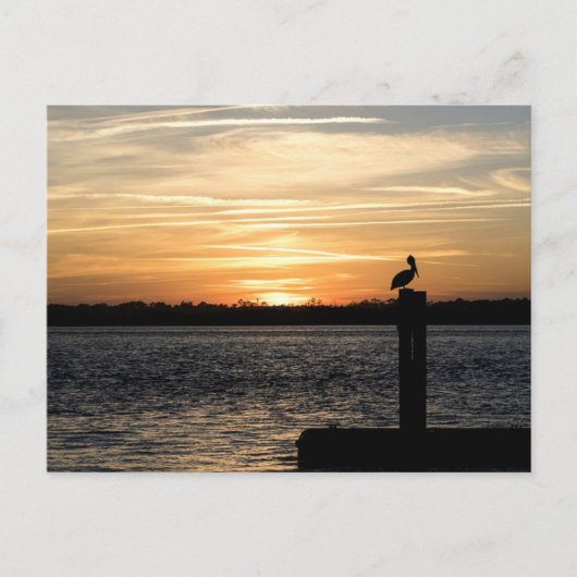 フロリダサンセットとペリカン ポストカード (正面)