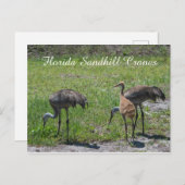 フロリダサンドヒルクレーン家族の自然写真 ポストカード (正面/裏面)