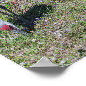 フロリダサンドヒルクレーン家族写真 ポスター (角)