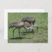 フロリダサンドヒルクレーン歩くイングリーンフィールド ポストカード (正面/裏面)