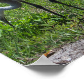 フロリダサンドヒルクレーン自然写真 ポスター (角)