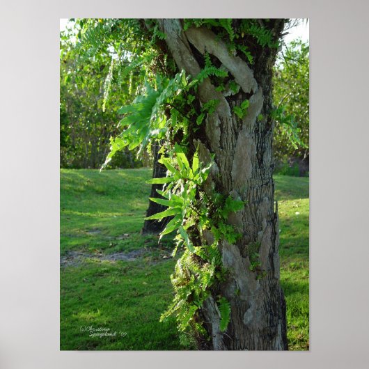 フロリダシダPalm Posterまたはプリント ポスター (正面)