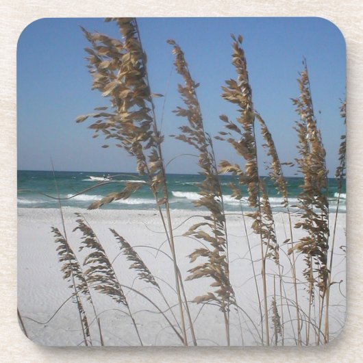 フロリダシーオーツコースターズ コースター (正面)