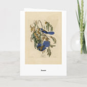 フロリダジェイ(スクラブ – ジェイ)オドゥボンのアメリカの鳥 カード (裏面)