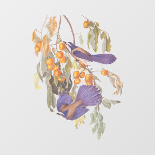 フロリダスクラブジェイAudubonオレンジツリー上の鳥ペア ウィンドウサイン