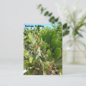 フロリダセマフォーカクタスナポリ植物園 ポストカード (スタンド正面)