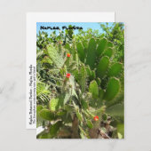 フロリダセマフォーカクタスナポリ植物園 ポストカード (正面/裏面)