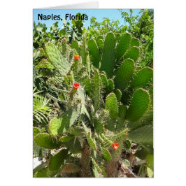 フロリダセミフォアカクタス　ナープルズ植物園