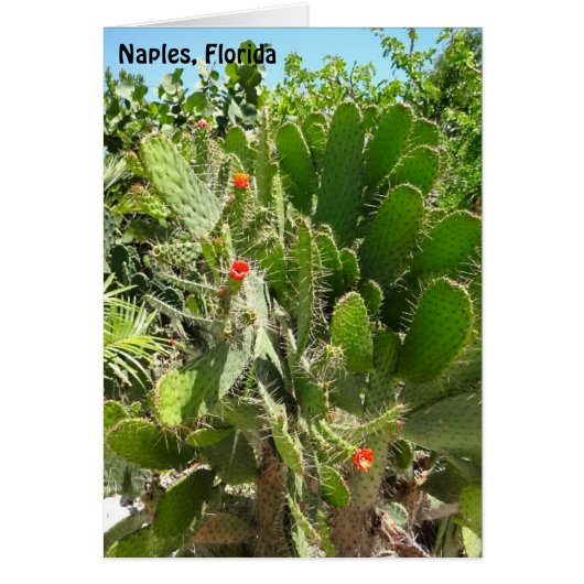 フロリダセミフォアカクタス ナープルズ植物園 (正面)