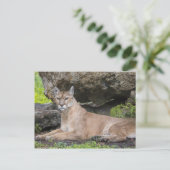 フロリダパンサー葉書 ポストカード (スタンド正面)