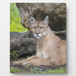 フロリダパンサー8 x 10イーゼル付き フォトプラーク