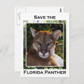 フロリダパンサー ポストカード (正面/裏面)