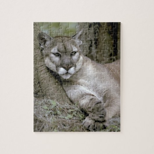 フロリダパンサー Felis concolor coryi ジグソーパズル (縦)